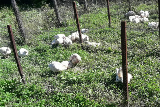 Calidad de la carne aviar en sistemas de producción alternativos 