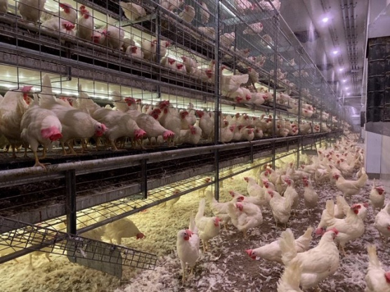 Módulo II «Salud y producción de pollos de engorde»