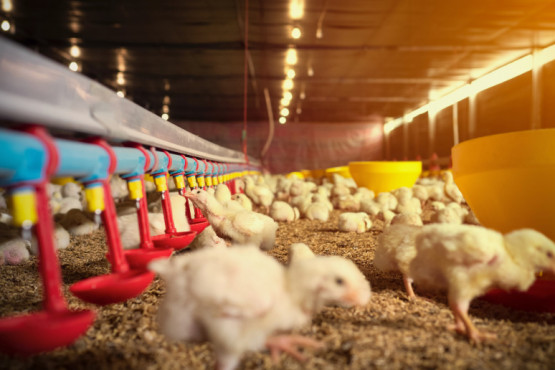 Alimentación postnatal, momento bisagra para la avicultura 