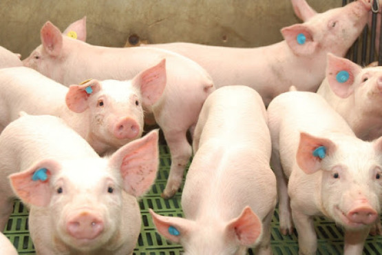Provimi realizará un webinar gratuito sobre bioseguridad con foco en la Peste Porcina Africana