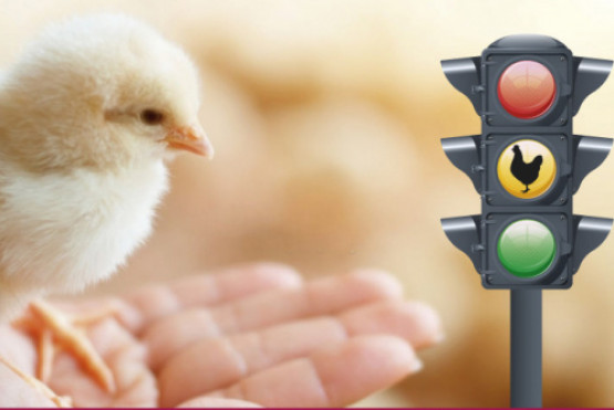 La última Jornada Avícola del año resaltó las tendencias para una avicultura responsable y prudente
