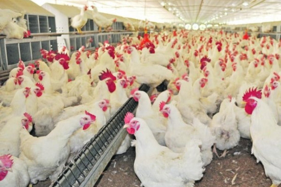 Sector avícola uruguayo en emergencia agropecuaria por muerte de 400.000 gallinas tras ola de calor