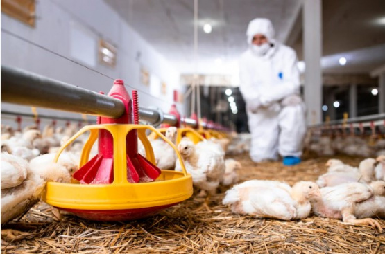 Los países avanzan en la disminución del uso de antimicrobianos en los animales
