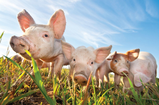 Bioseguridad en las granjas de producción porcina