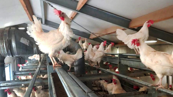 Cuáles son los requisitos para la recría y el manejo en la crianza de gallinas ponedoras