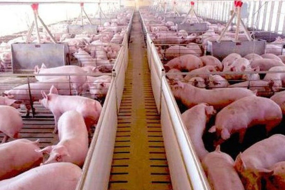 El gobierno compensará a productores porcinos por 1.200 millones de pesos