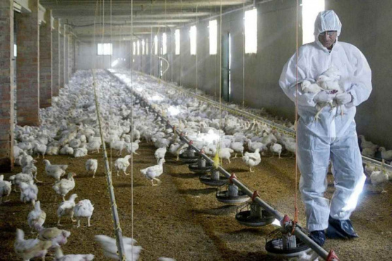 A partir del alerta sanitario aumentó la notificación de sospechas de influenza aviar en Argentina