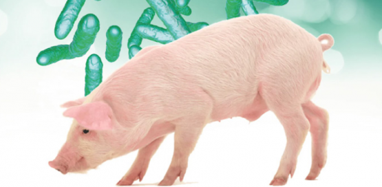 Levadura probiótica: mecanismos de acción en cerdos