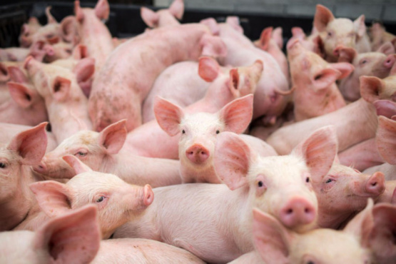 Algunas dificultades del 2022 que se trasladan al 2023 en el sector porcino