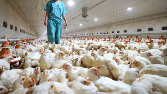 Influenza Aviar ¿Cómo recuperar el estatus de país libre de esta enfermedad?