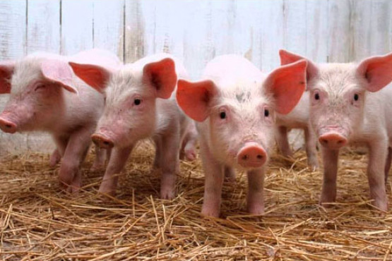 SENASA reglamentó un Plan de contingencia para peste porcina africana ante una eventual emergencia