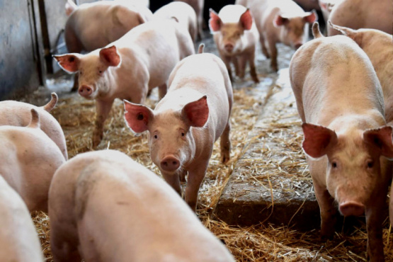 Red Alimentaria realiza la 6ta. Jornada de Integración de la Cadena Porcina