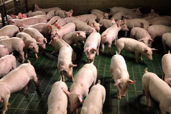 Prácticas para mejorar la sustentabilidad de los sistemas productivos