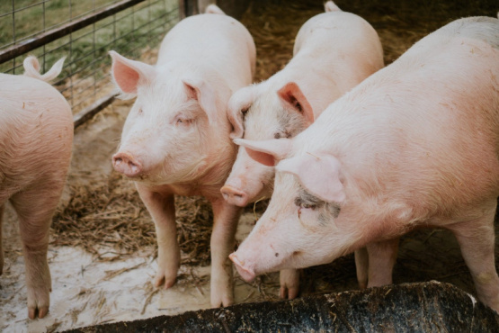 Cómo reducir los antibióticos sin morir en el intento
