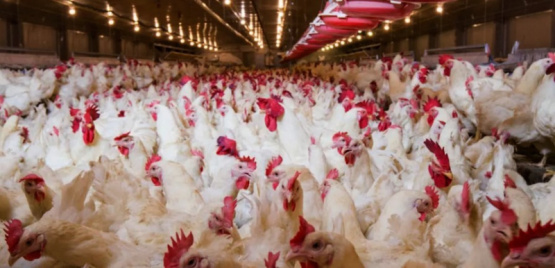 Prácticas preventivas para la coccidiosis