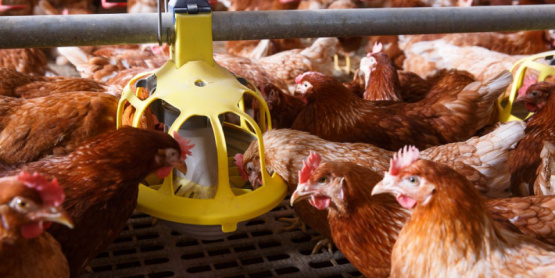 Tres consejos para una dieta nutritiva en gallinas ponedoras