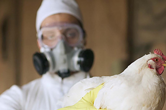 Influenza aviar: Se profundizó la fiscalización y el control en granjas avícolas