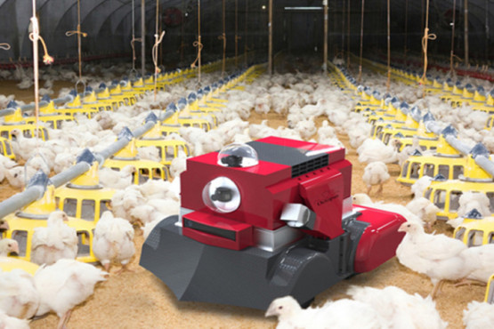 Inteligencia artificial y robótica de enjambres: la evolución de la avicultura
