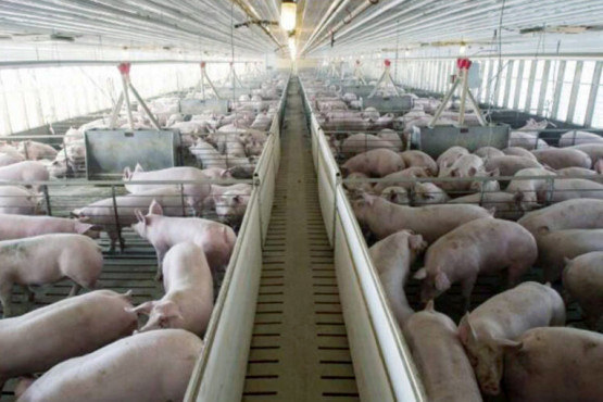 “La industria porcina tiene mucho para aportar al desarrollo del país” 
