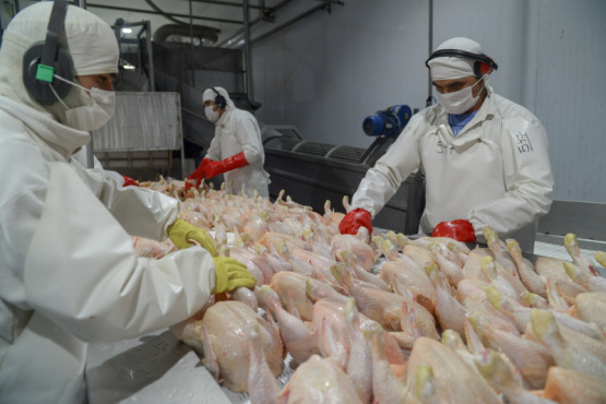 Argentina logró la reapertura del mercado de productos avícolas del Reino Unido