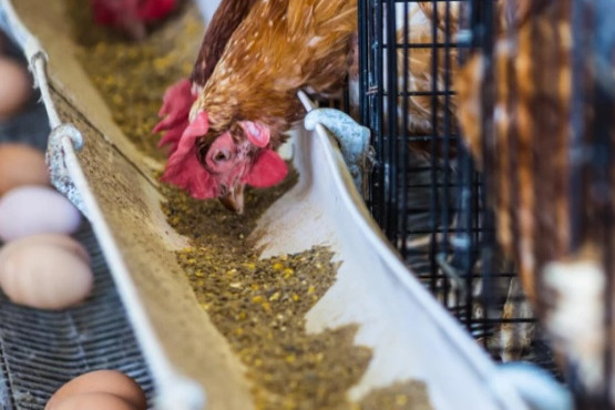 Gallinas alimentadas con polen producen huevos enriquecidos con omega 3 y 6