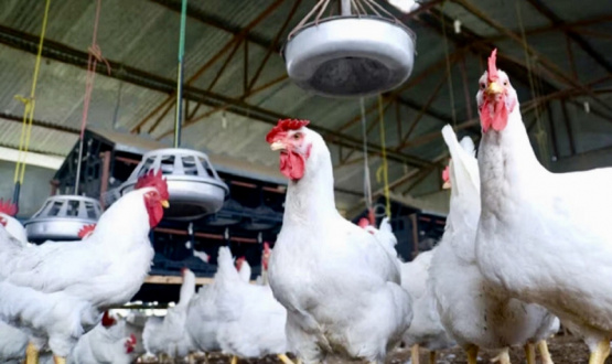 Avicultura argentina, un sector resiliente ante el golpe de la Influenza Aviar