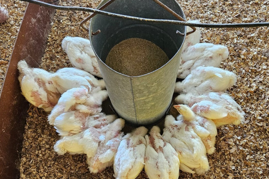 Bedson prueba sus productos para pollos de engorde en la granja experimental de Universidad de Luján