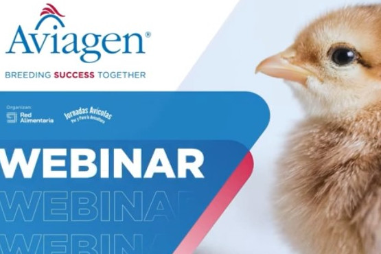Aviagen y Red Alimentaria realizaron webinar sobre cómo mejorar el desarrollo de pollitos de engorde