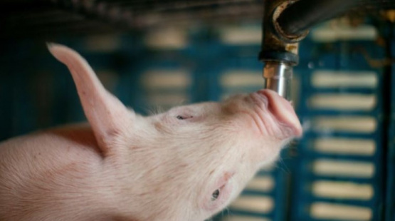 La calidad del agua en la producción porcina: 5 indicadores para estar alertas