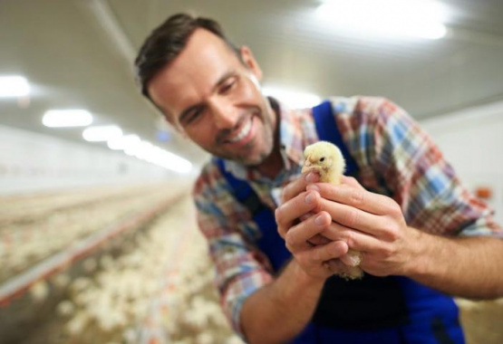  La importancia de menos agarres y menor estrés para las aves
