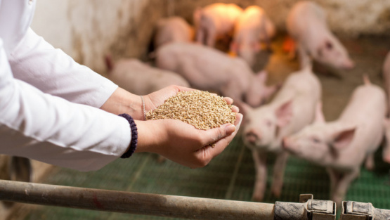 Fibra dietética y fermentación de proteínas, su impacto en el intestino de aves y cerdos