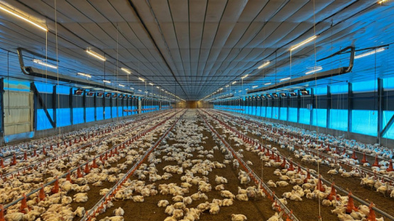  Sistemas de calefacción en crianza de aves