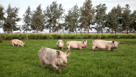 Sistema sustentable de producción de cerdos a pequeña y mediana escala: Cómo ser pequeño y eficiente