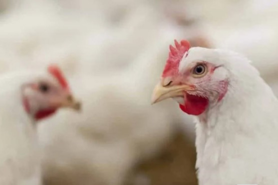 CEVA organiza un webinar exclusivo sobre Laringotraqueitis Infecciosa (LTI)