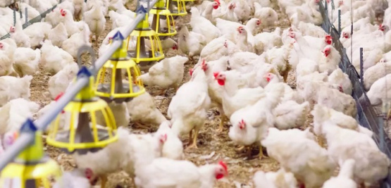  Desafíos en la formulación y producción de alimentos para aves