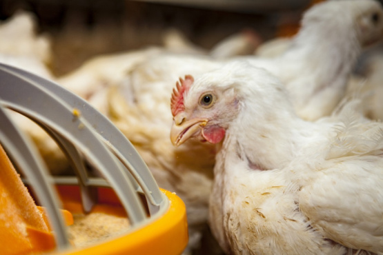 Argentina se autodeclara libre de influenza aviar