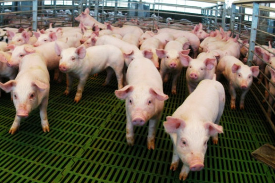 El gobierno aprobó más de $6.000 millones en créditos para el sector porcino