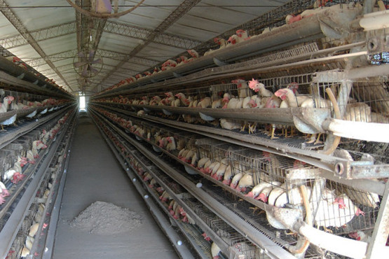 Detectan mutaciones genéticas en moscas domésticas que anulan insecticidas en granjas avícolas