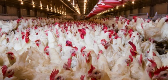 Prácticas preventivas para la Coccidiosis