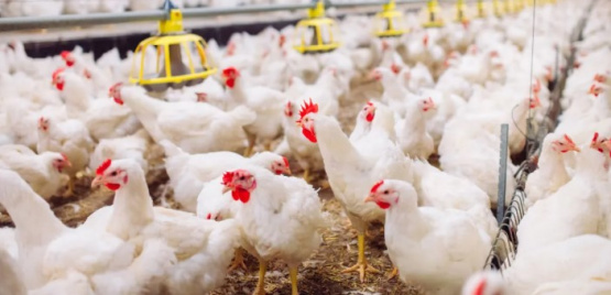 Coccidiosis y anticoccidiales: un viejo desafío para la producción de pollos de engorde actual