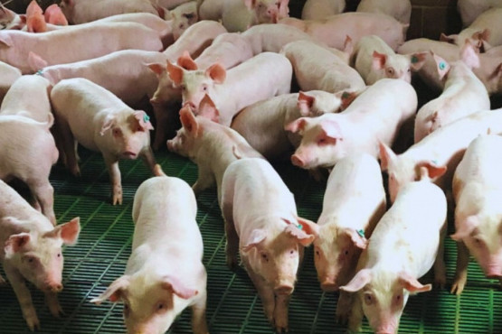 El uso de efluentes porcinos aumenta el rinde de soja