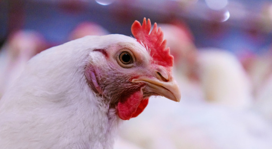  5 desafíos para el futuro en la crianza de pollo de engorde
