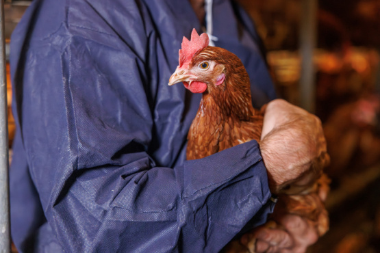 Laringotraqueítis Infecciosa Aviar: Hacia un nuevo paradigma en el Plan Vacunal y el control epidemiológico en Latinoamérica