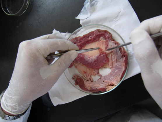  Laboratorio para análisis de triquinelosis en la industria porcina: garantía de seguridad alimentaria