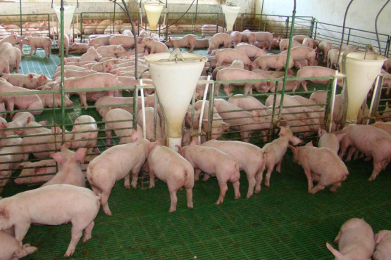  Suplementación con fructooligosacáridos, vitaminas y aminoácidos en lechones de recría