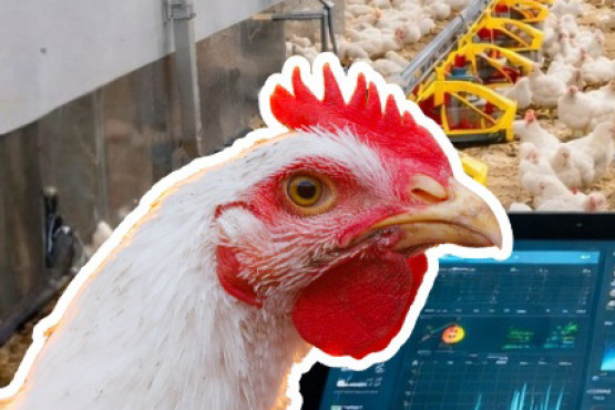 La avicultura se prepara para una nueva jornada de actualización técnica