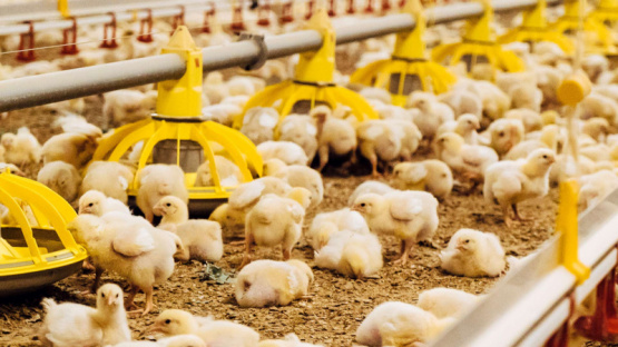 Salud intestinal: la clave para la sustentabilidad en la producción avícola