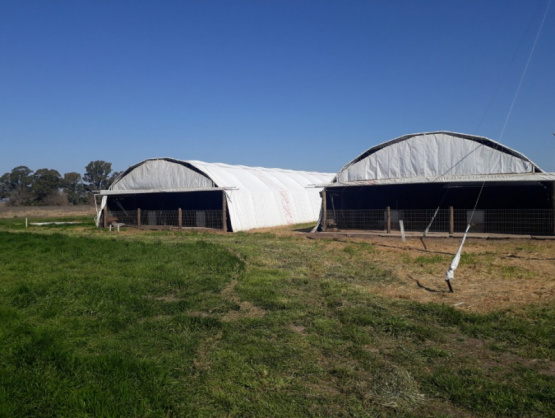 Alternativas productivas para una gestión eficiente de la granja porcina