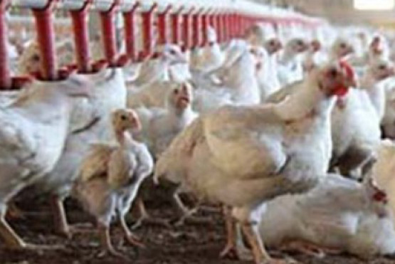 Ceva organiza un webinar clave sobre influenza aviar en América Latina