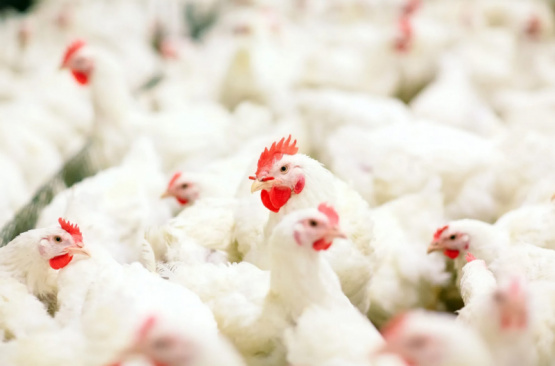 Bronquitis infecciosa en aves